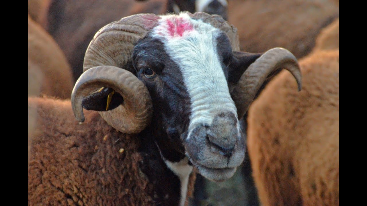 💛 La oveja ROYA BILBILITANA. Ariza, Zaragoza 🐑🐑🐑🐑