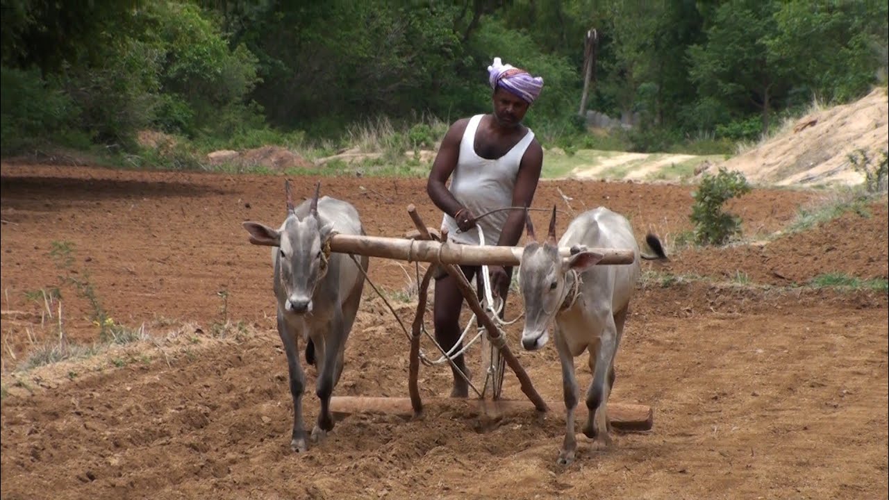 Young hallikar bulls leveling the field after sowing Ragi