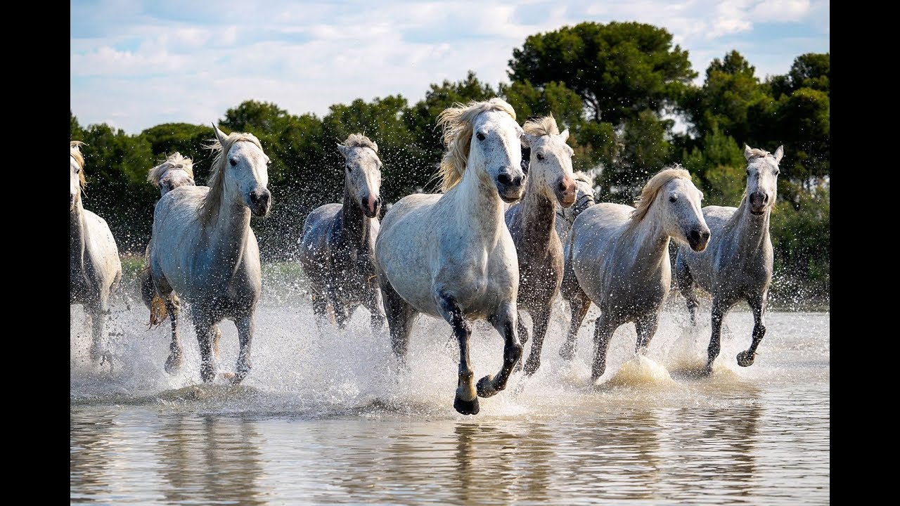 The Camargue