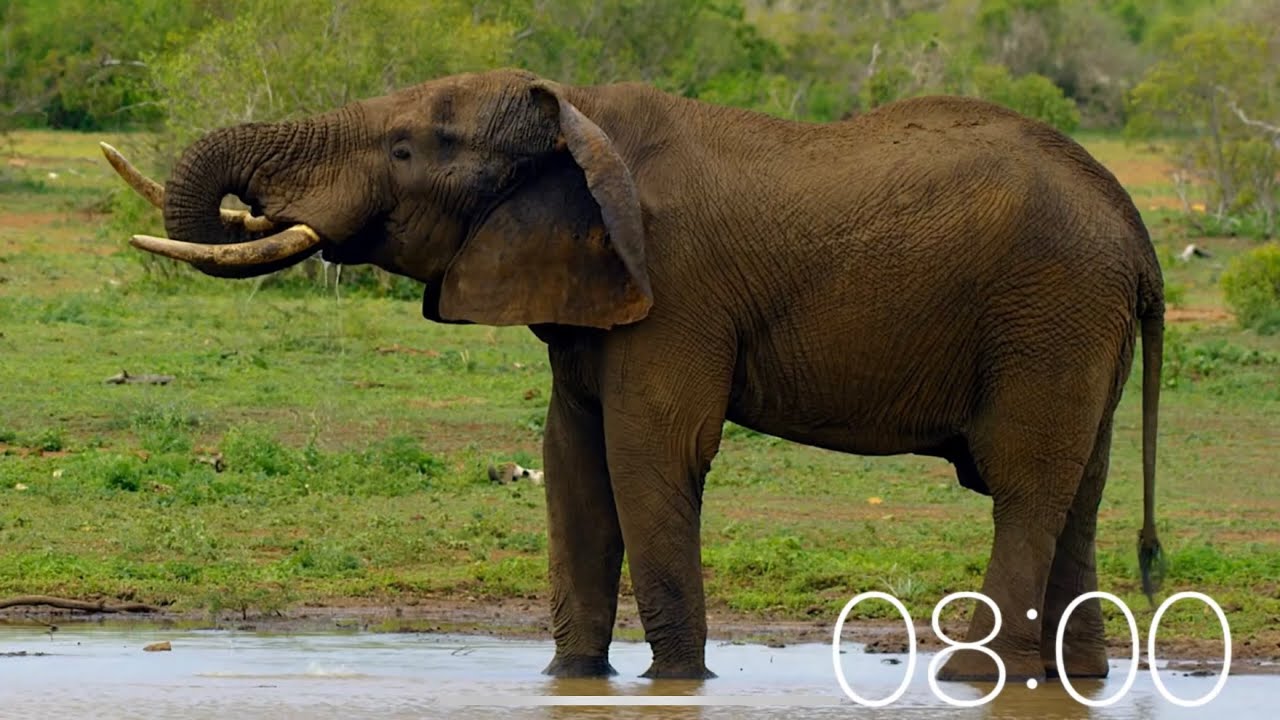 8 Minute Timer - Animals (Soft Background Music)