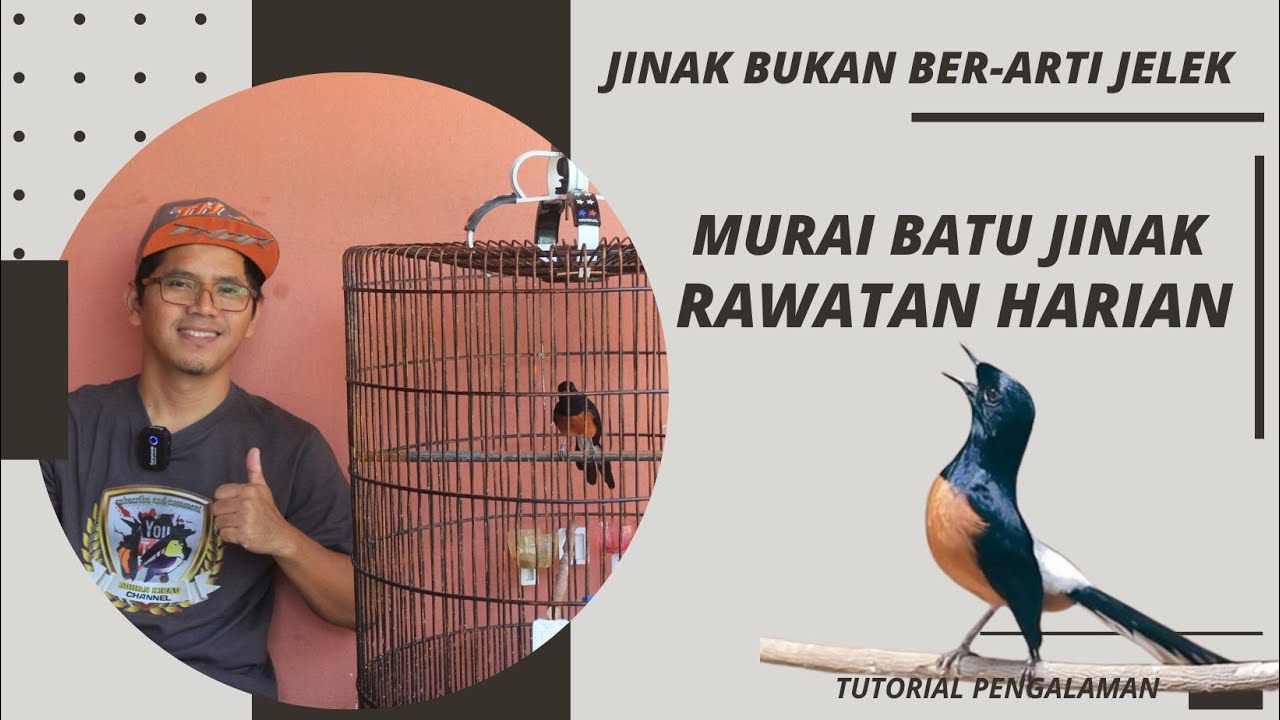 RAWATAN MURAI BATU JINAK, TIDAK HARUS RIBET, IKUTI CARA INI KALAU COCOK AMBIL