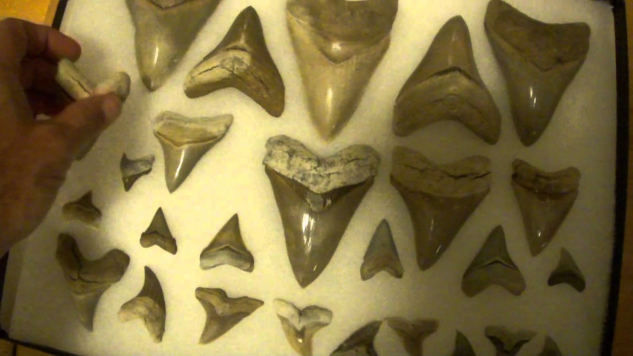 Megalodon Shark Teeth from Aurora North Carolina Lee Creek Quarry