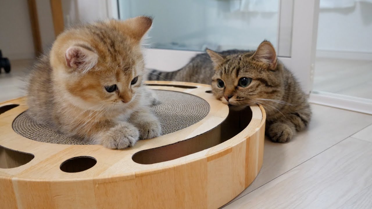Chai the kitten gets nervous when aunt Lili the cat stares at him
