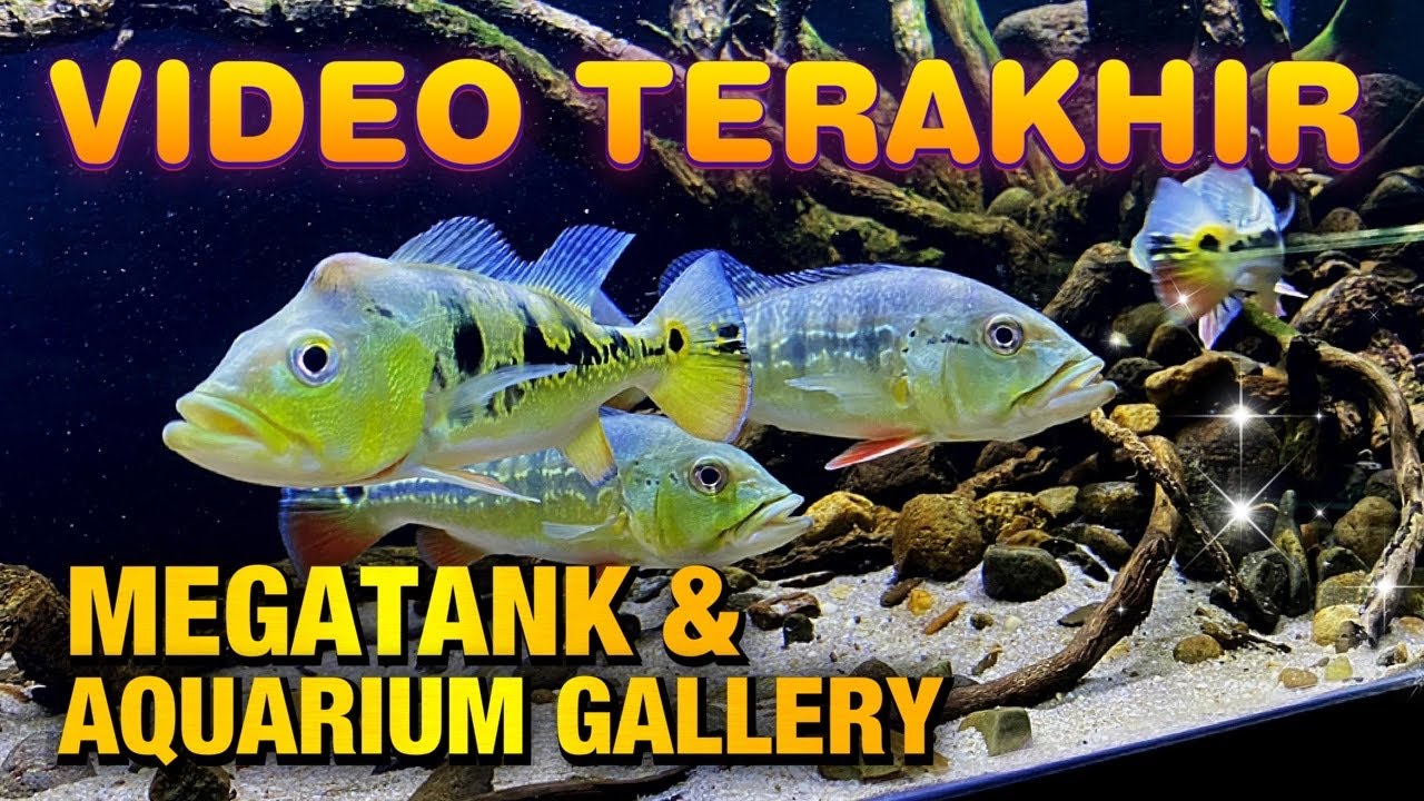 VIDEO TERAKHIR MEGATANK , AQUARIUM ROOM & GALLERY IKAN PREDATOR 2020