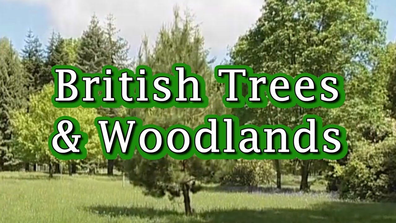 British Trees & Woodlands