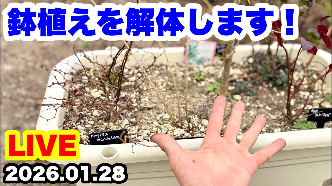 ◆【鉢を解体して地植えにします！】ゆるふわ園芸やっちゃんねる🪴