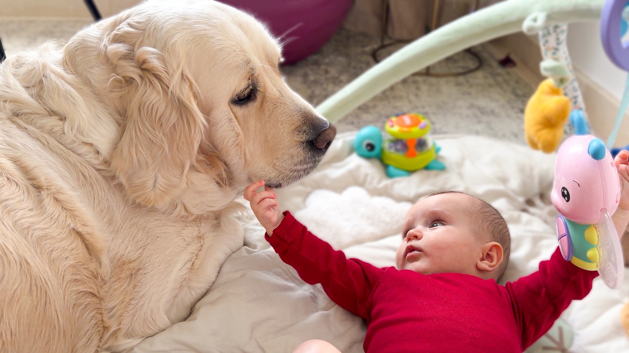 Baby Reaches for Golden Retriever — Pure Sweetness