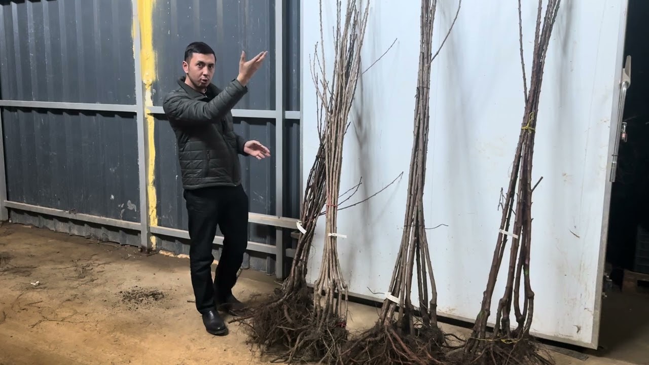 Гиластын кайсыл сорту, подвойу эн мыкты