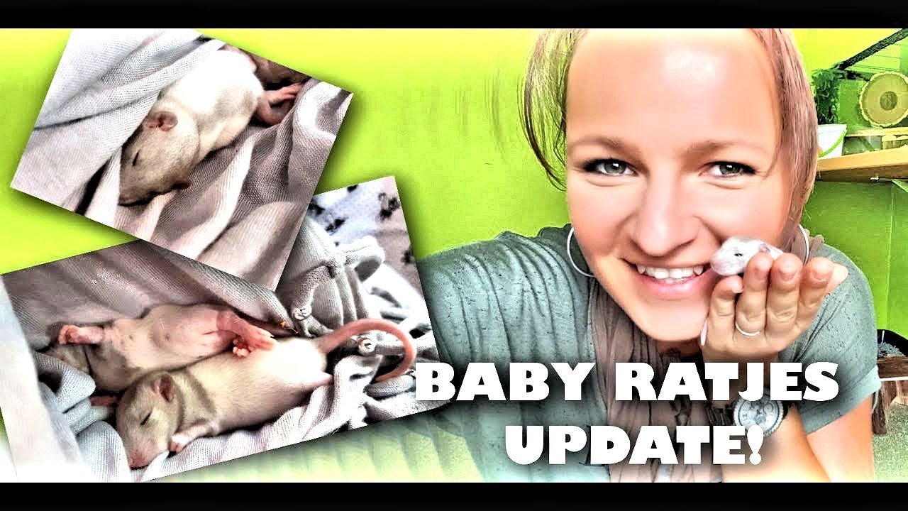 BABY RATJES UPDATE - Jupiter & Star worden groter :)
