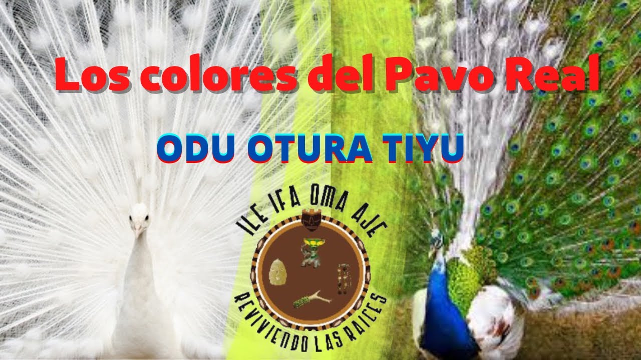 Cómo el pavo real obtuvo sus colores (Odu otura tiyu)