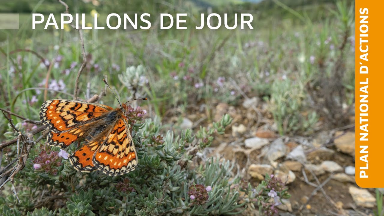 Plan national d'actions Papillons de jour