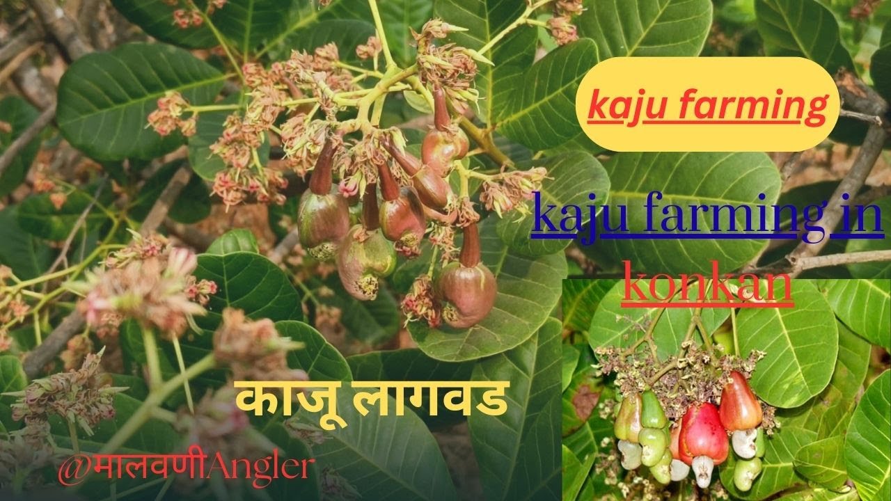 KAJU Farming in Konkan | #काजू  #kaju  #काजूलागवड #fruit  #farming  #agriculture