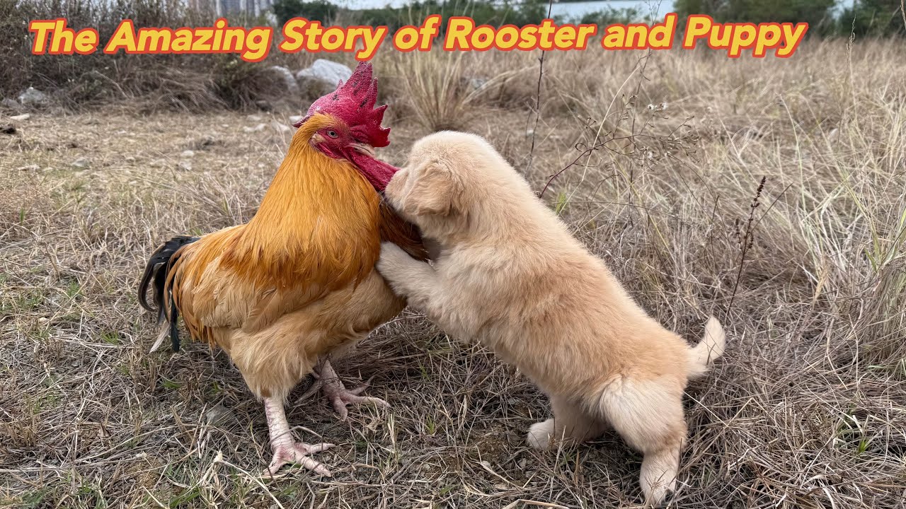Very heartwarming!rooster treated the abandoned golden retriever puppy as if it were his own child.
