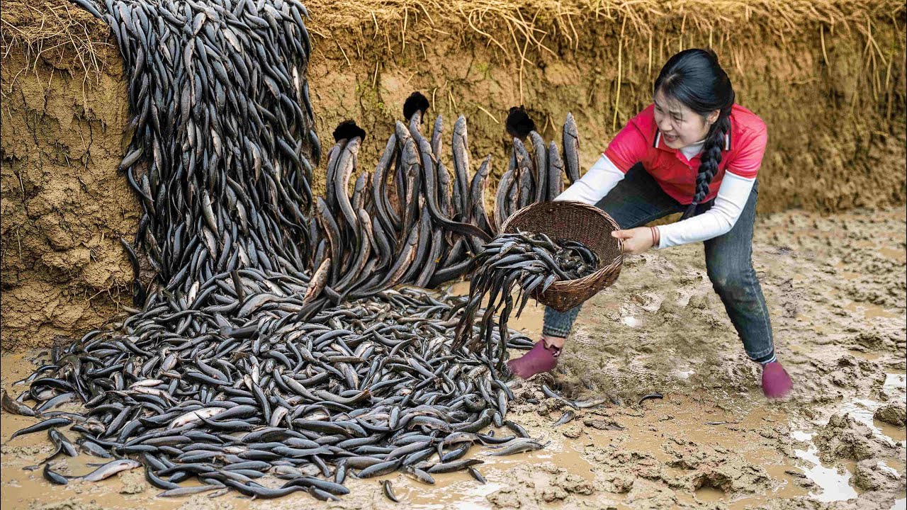 Harvest A Lot Of Loach Fish in Swamp Goes To Market Sell | Susan Daily Life