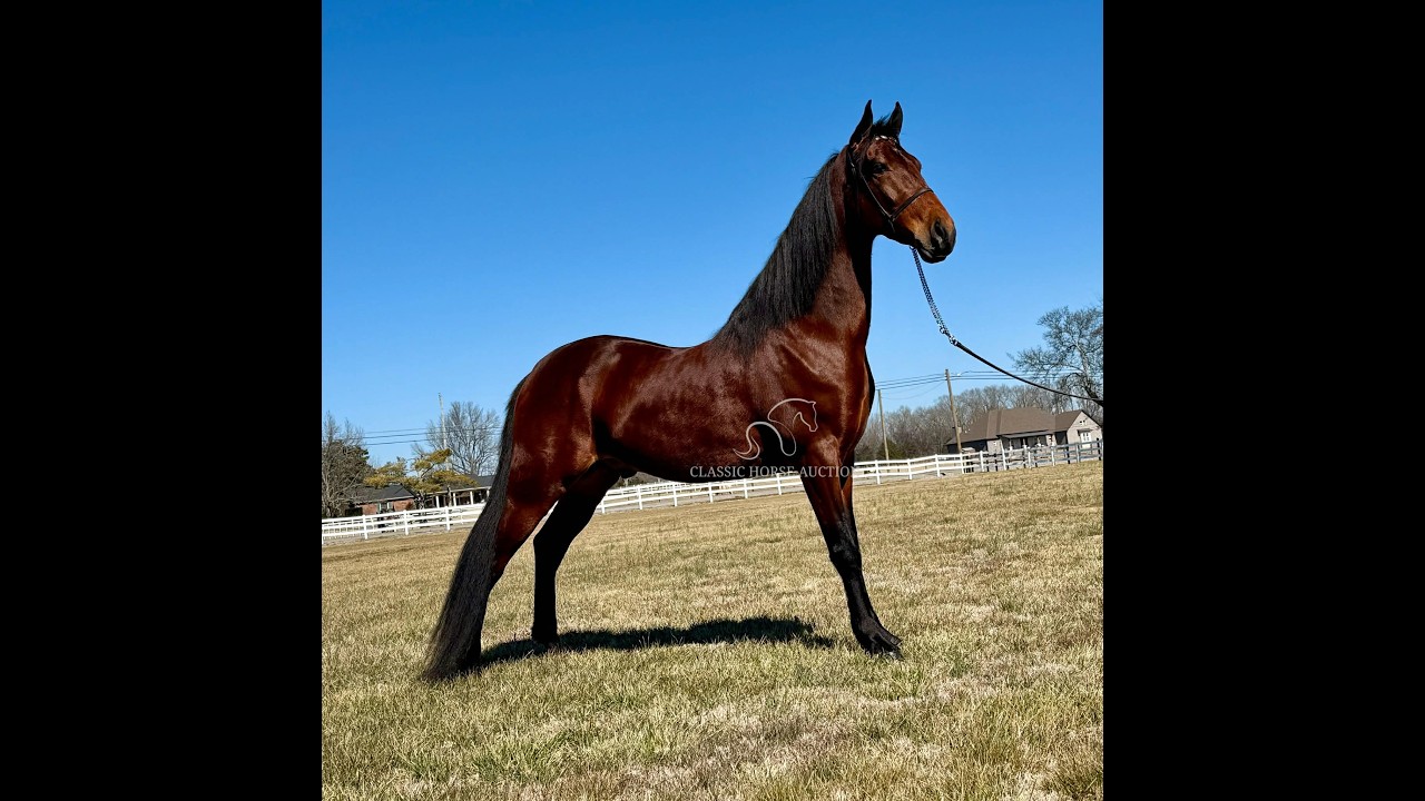 ABSOLUTE  www.classichorseauction.com