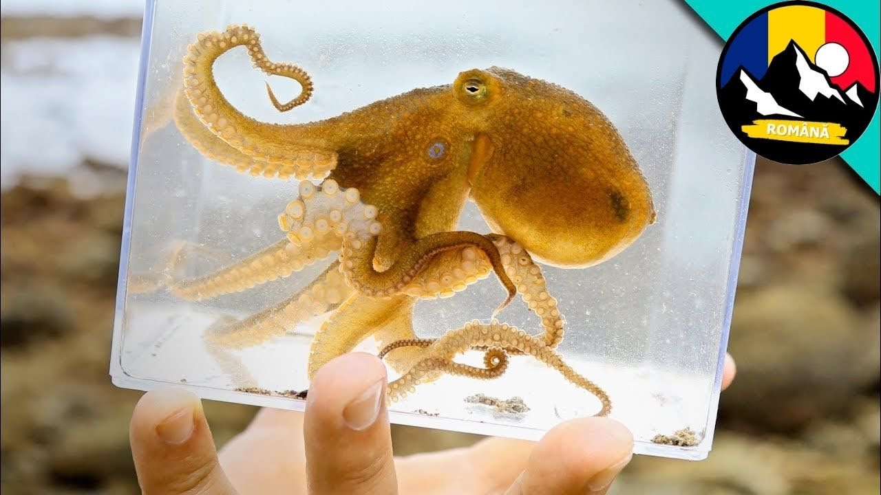 Cum să prinzi o caracatiță? Echipa noastră explorează lumea subacvatică! Tentacule de caracatiță