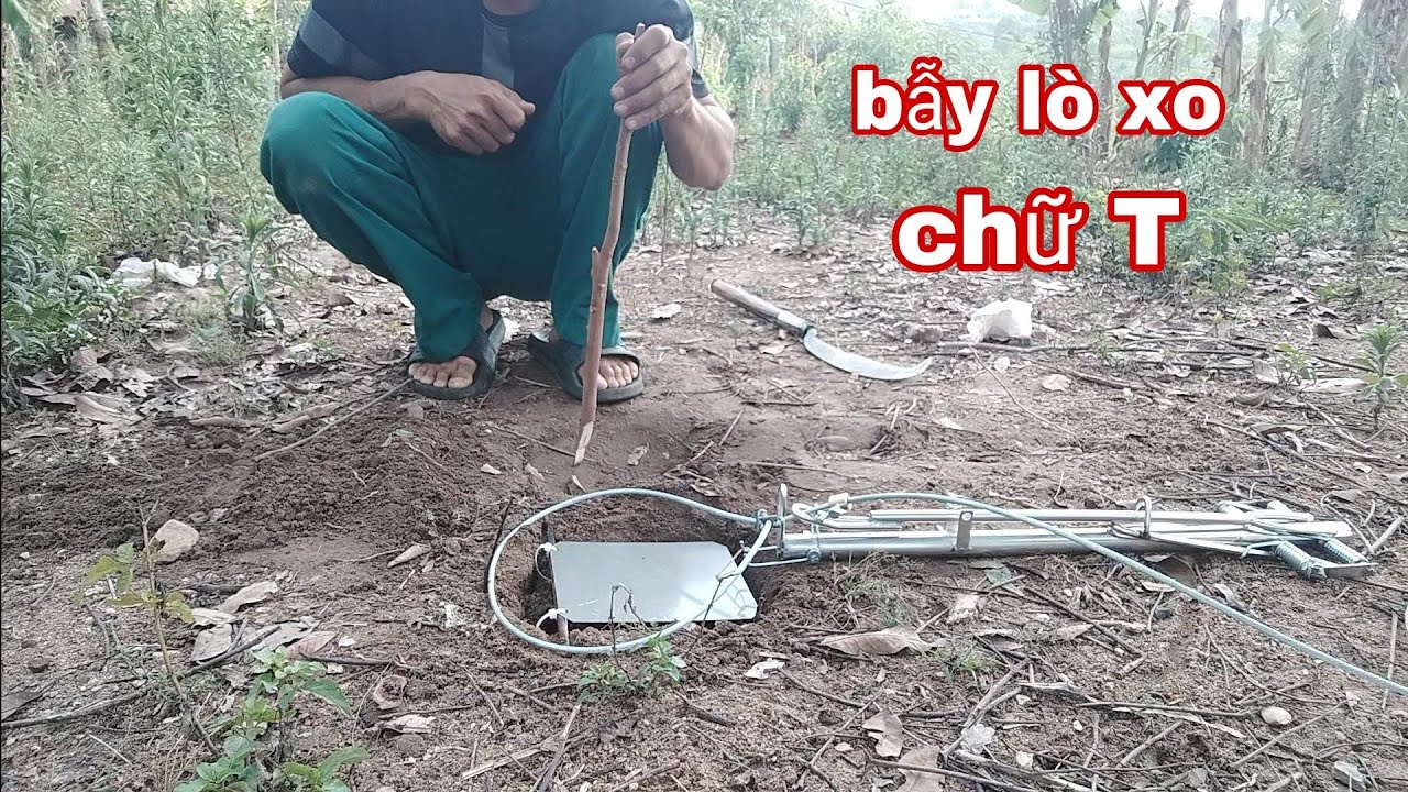 Bẫy chữ T 4 lò xo ủy lực cực đỉnh chuyên bẫy heo hoẵng chồn 30-40 kg đổ lại ( thợ rừng chế bẫy )