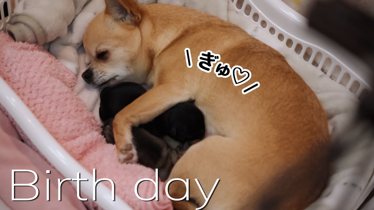 ２年ぶりの出産、こうやって母性が目覚めるんです／出産当日の全記録②【チワワ】