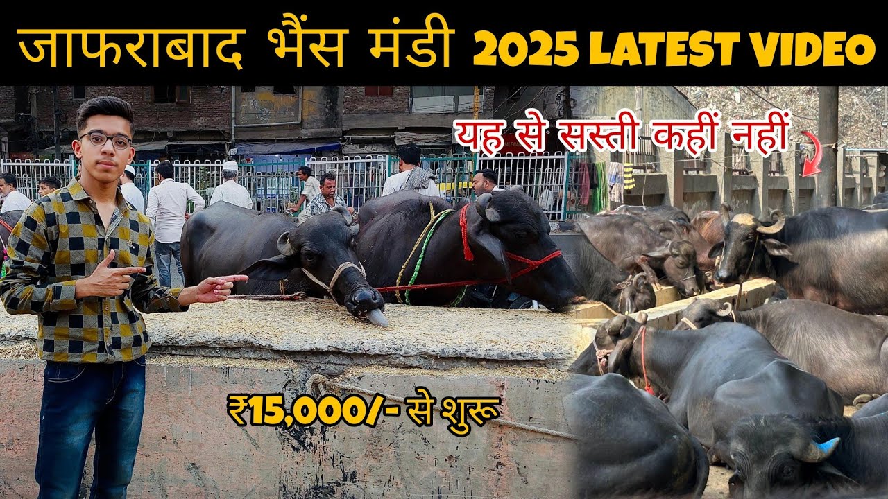 JAFRABAD BHAINS MANDI 2025 LATEST VIDEO | DELHI JAFRABAD BHAINS MANDI | 2025 JAFRABAD BHAINS MANDI