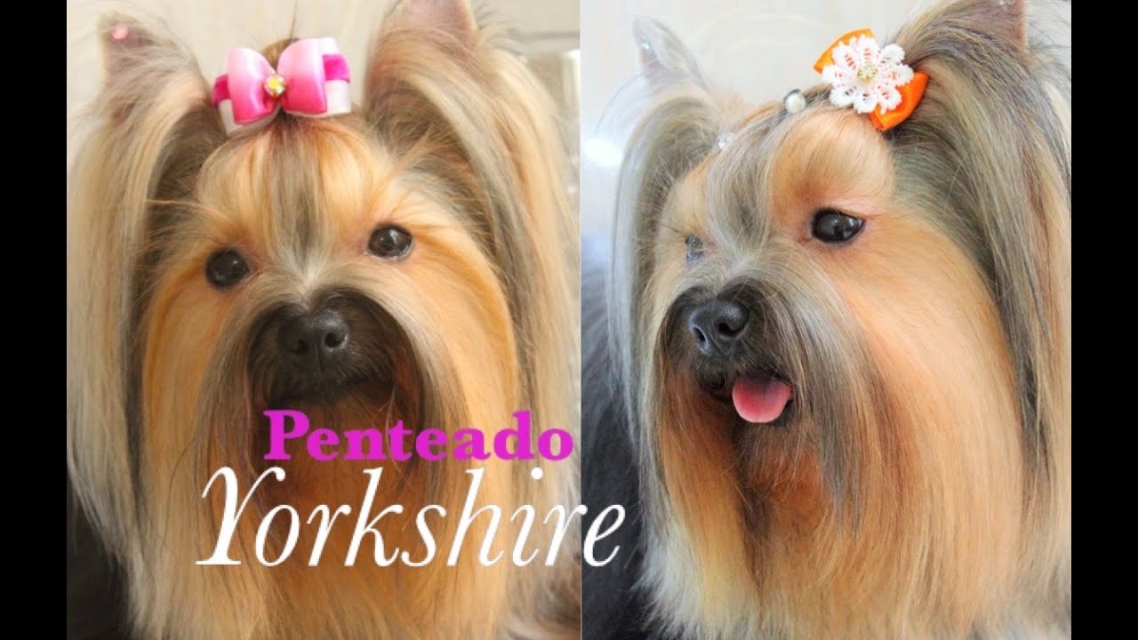 DOIS PENTEADOS PRA YORKSHIRE (TUTORIAL)
