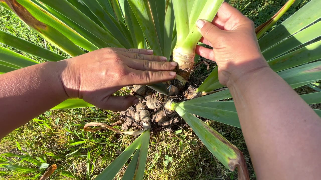 La division des rhizomes d'iris