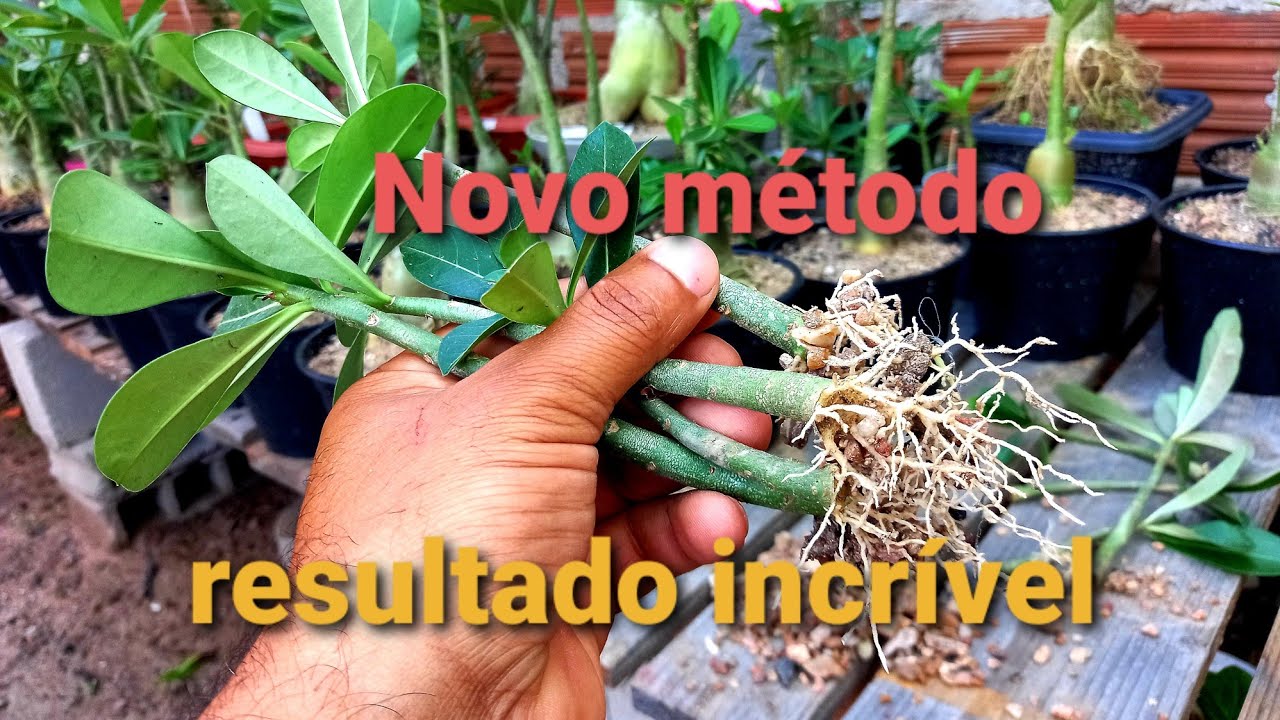 Como enraizar estacas de rosa do deserto,  novo método.
