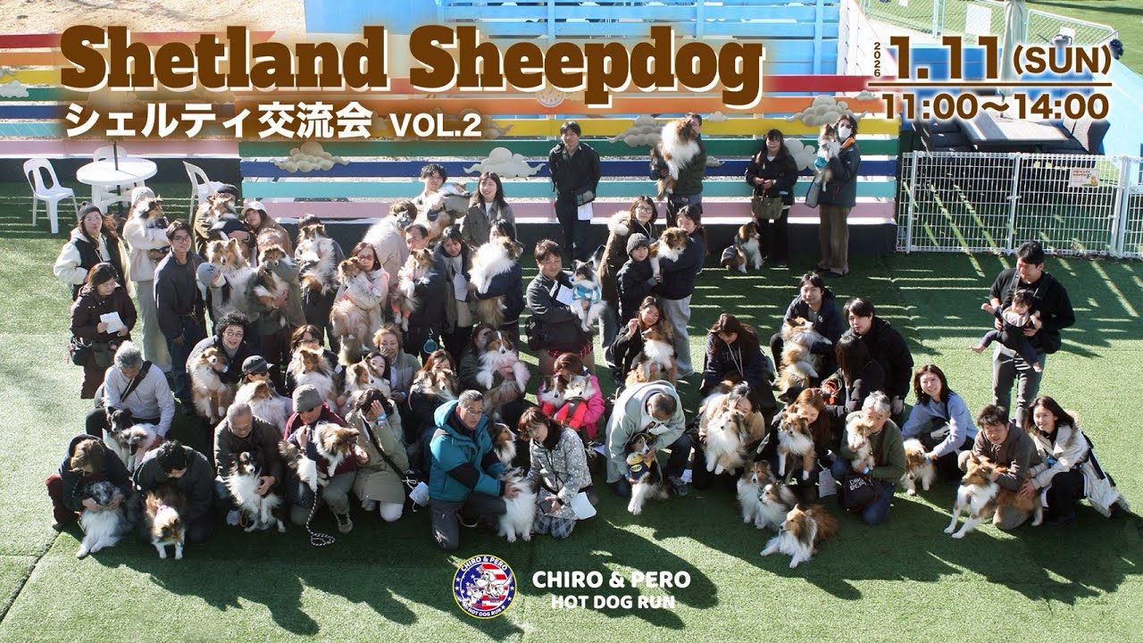 【Shetland Sheepdog】2026 1/11(sun) シェルティー交流会