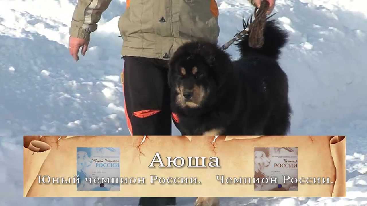 тибетские мастифы