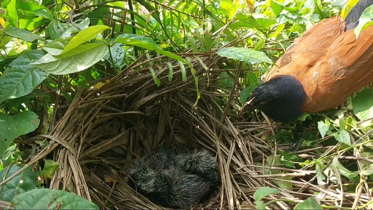 tonton terus anak dan induk bubut sampai tuntas