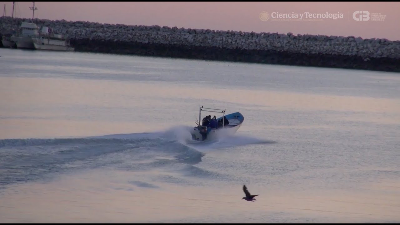 Cibnor. Cinco décadas de ciencia y compromiso con la sociedad mexicana