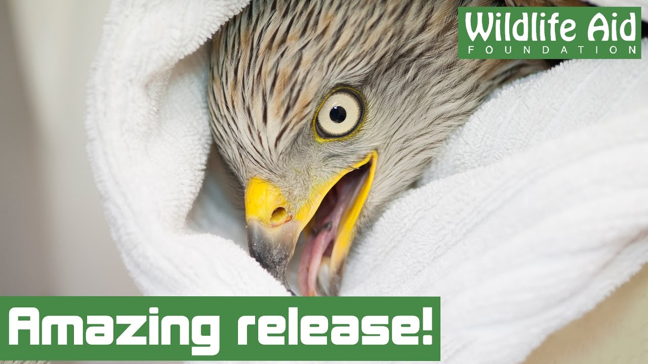 An amazing release for injured red kite!