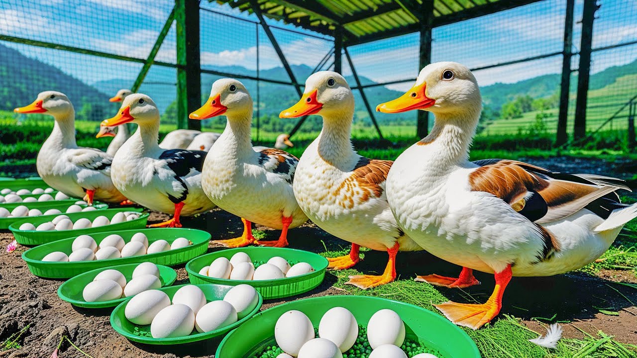 How to raise and care for super egg-laying Ducks - Raising egg-laying Ducks effectively - Huan Farm