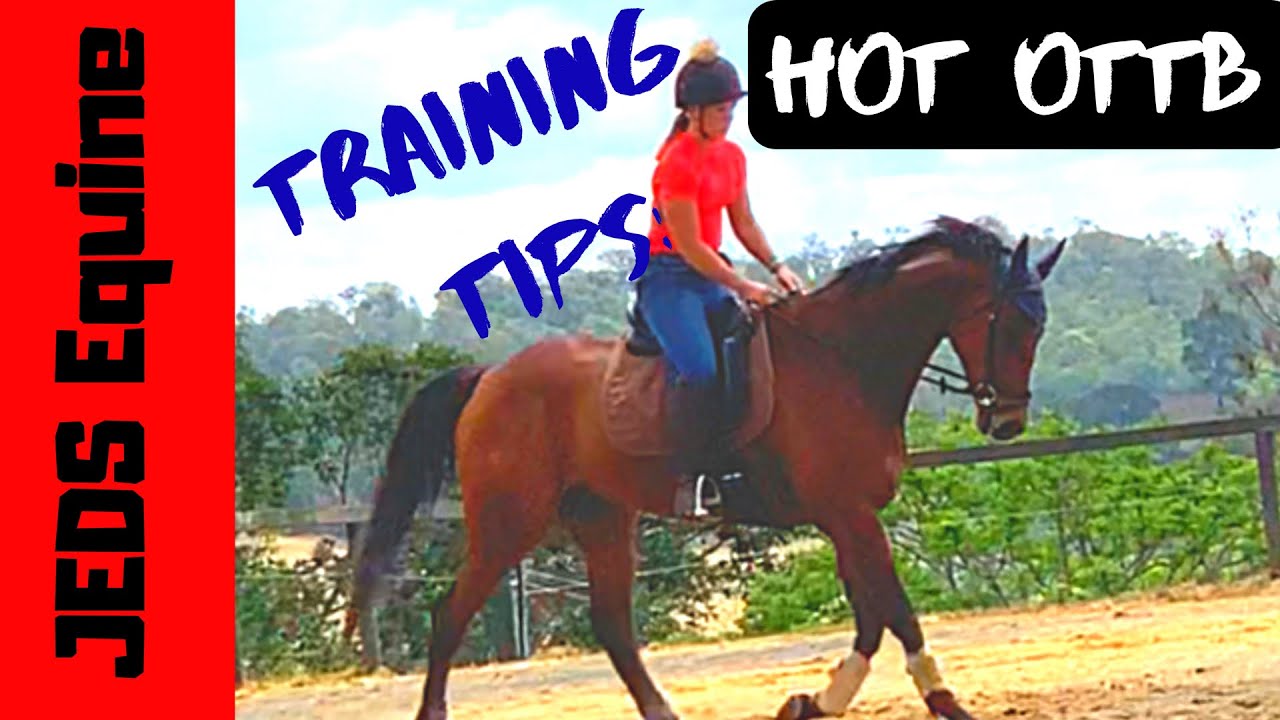 How To Train The Hot OTTB | Introducing Theo- A New Addition To Our Yard