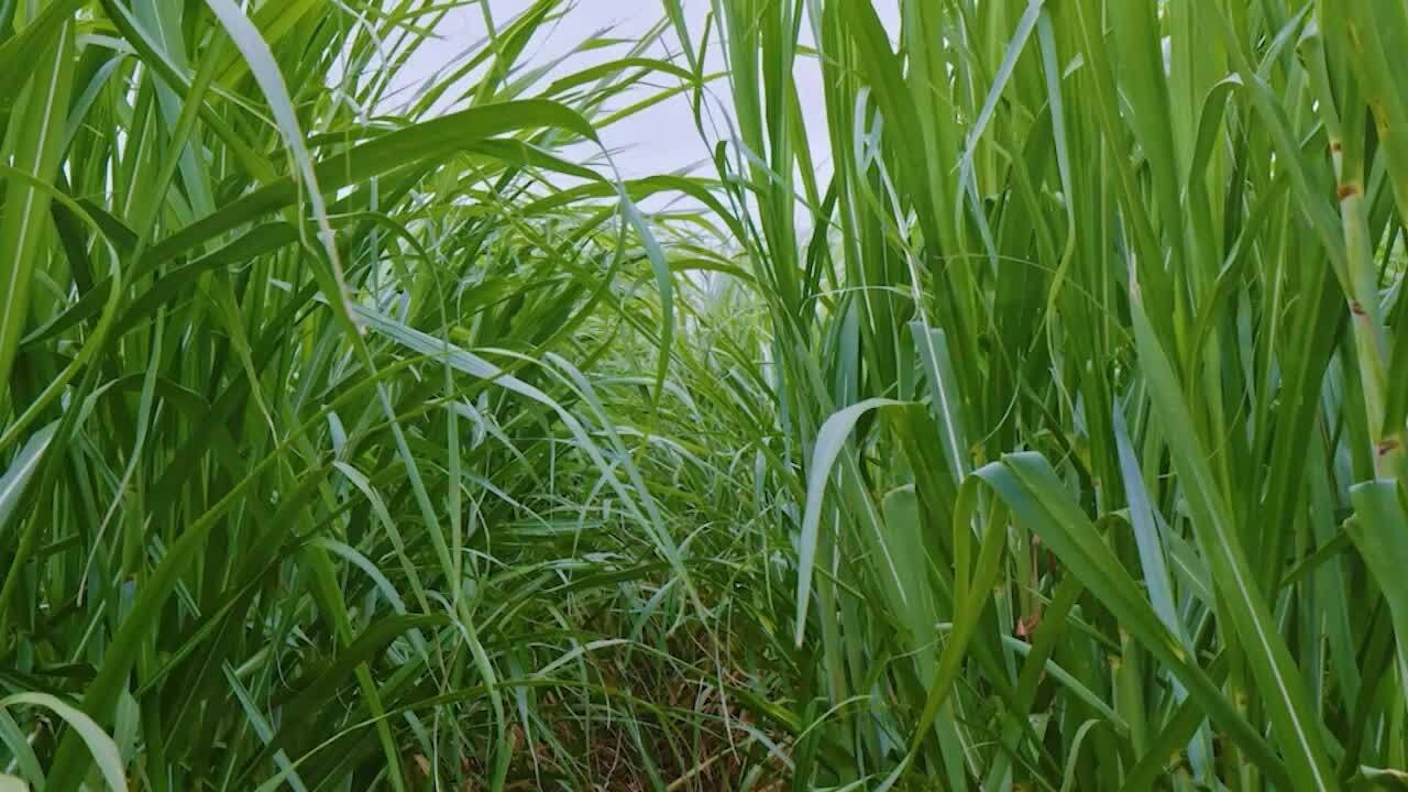 WGNO's 2026 Black History & Culture Special Program