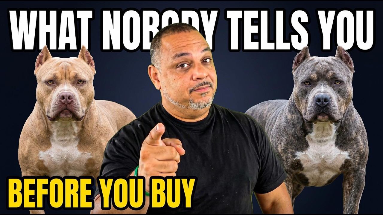 American Bully Pros And Cons