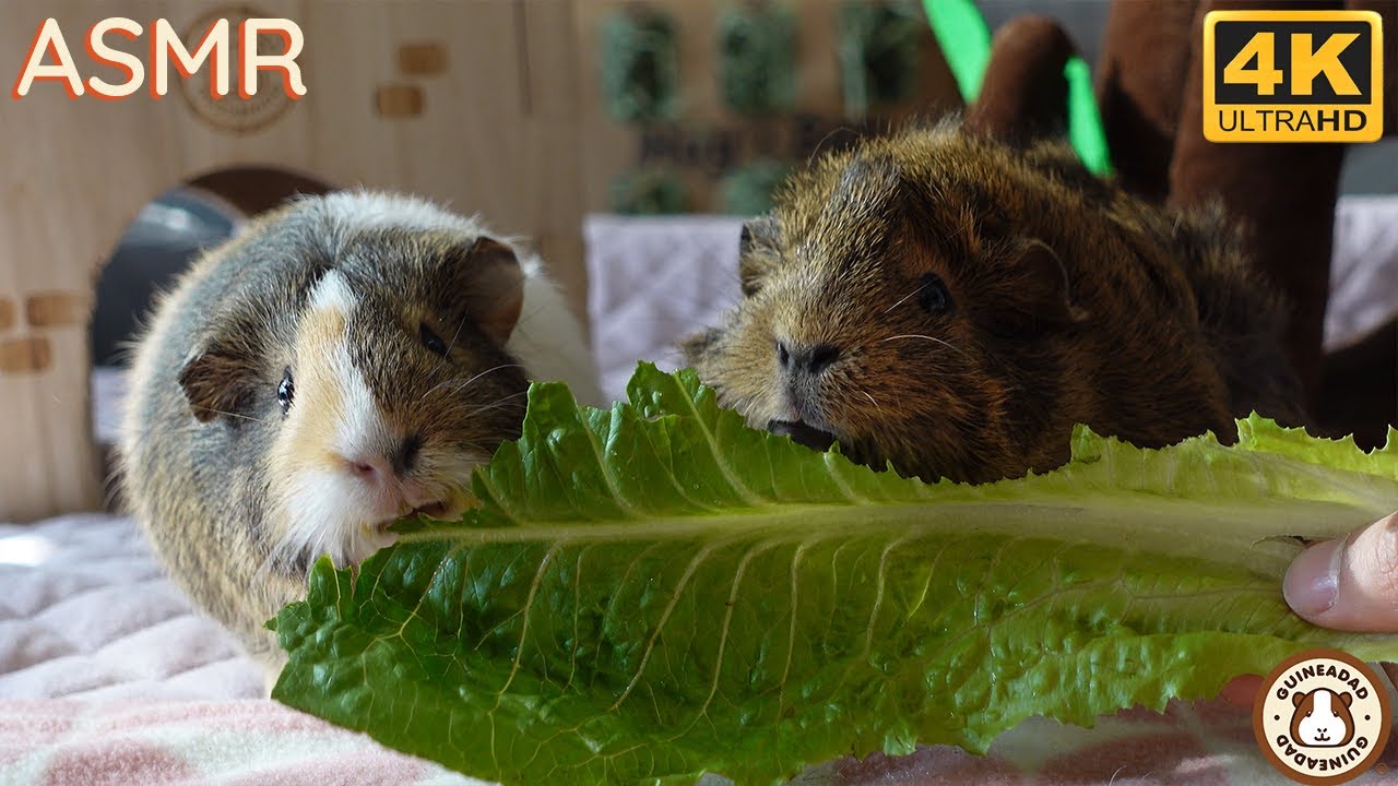 Guinea Pigs Eating Fruits & Veggies ASMR | 4K