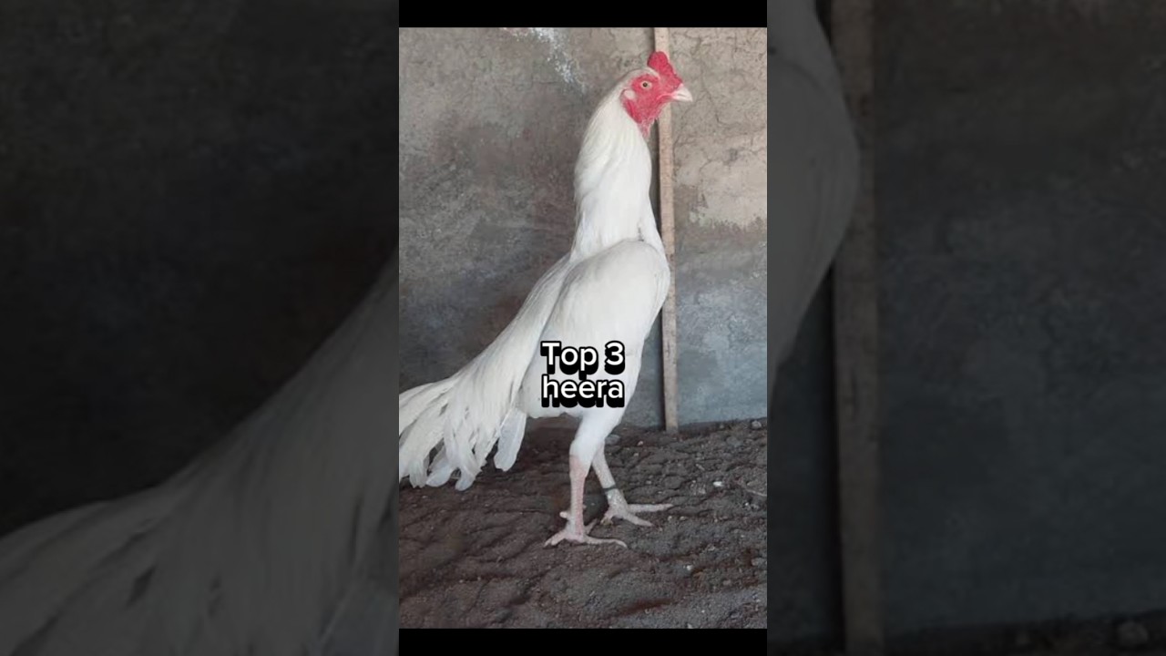 Top 5 Best Aseel Roosters #aseels #aseelmurga #shorts #viral