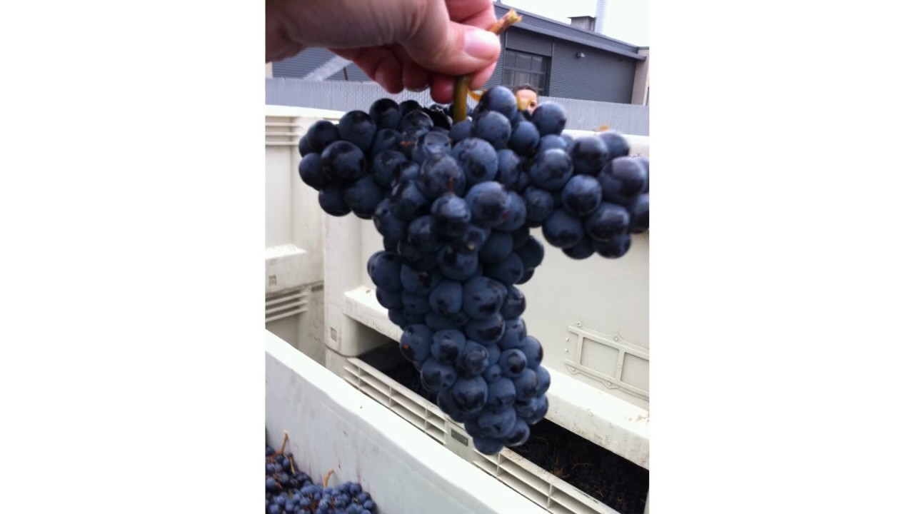 What is Merlot Wine Why it is Number Two Wine