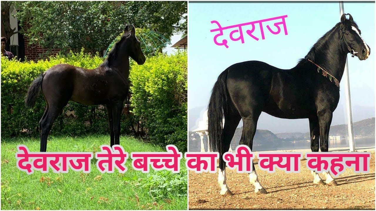 देवराज तेरे बच्चे का भी क्या कहना -Dav stud farm