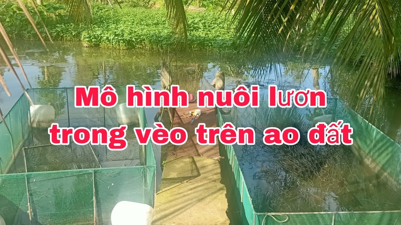 Mô hình nuôi lươn trong vèo trên ao đất/eels farming/ muoi nông thôn.
