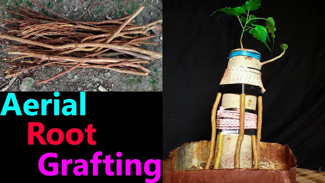 How to grafting or grow aerial root banyan bonsai tree part 2