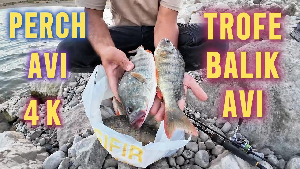 PERCH BALIĞI / SEZONUN EN GÜZEL BALIK AVI OLDU  / TATLI SU LEVREĞİ