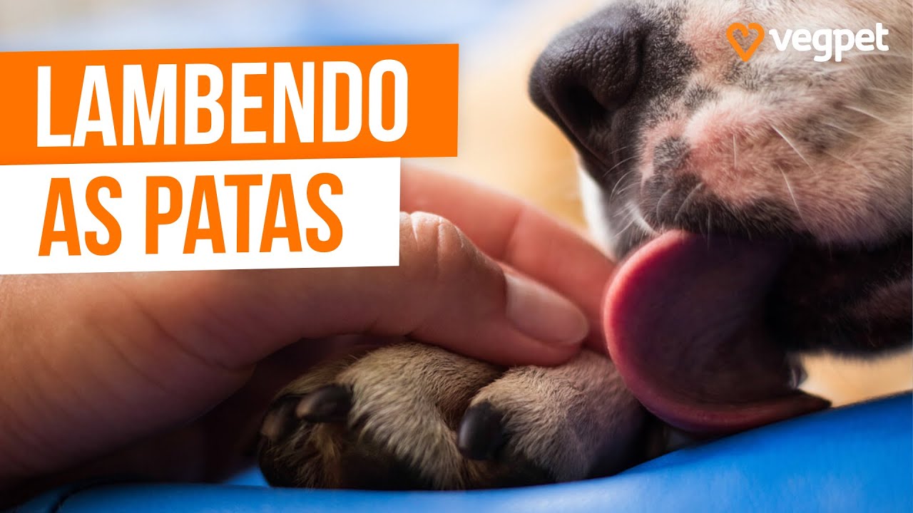 CACHORRO FICA LAMBENDO AS PATAS  | O Que Fazer