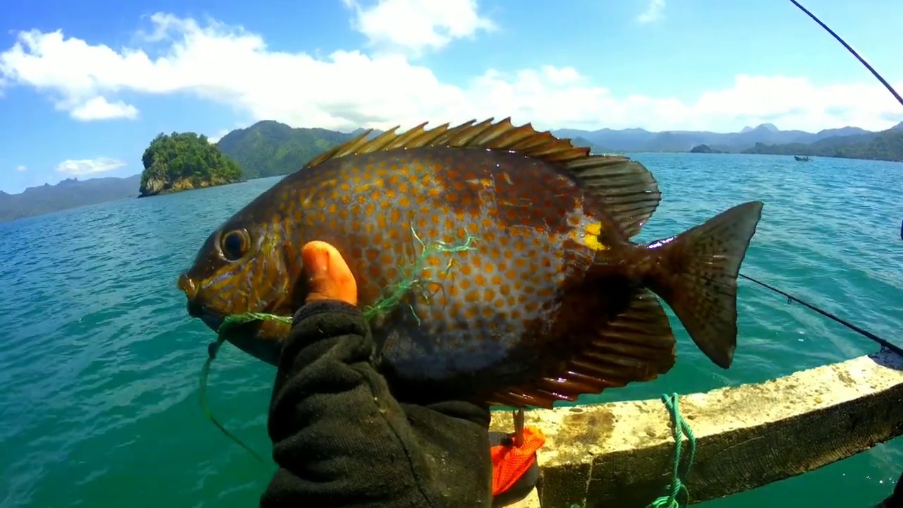 Mantap Strike Ikan Baronang dan Skartaji Pantai Prigi Besar-Besar || part 1