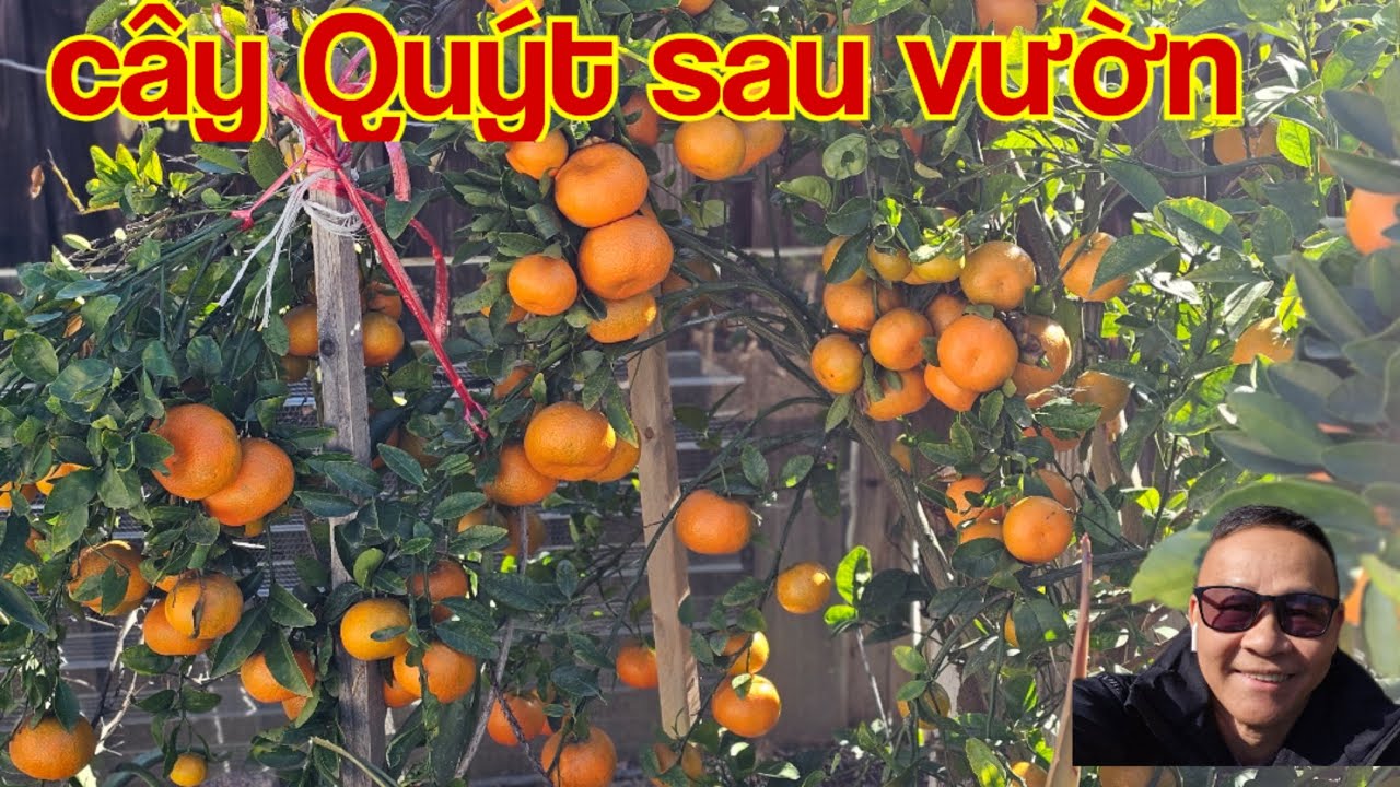 trái Quýt và cam 