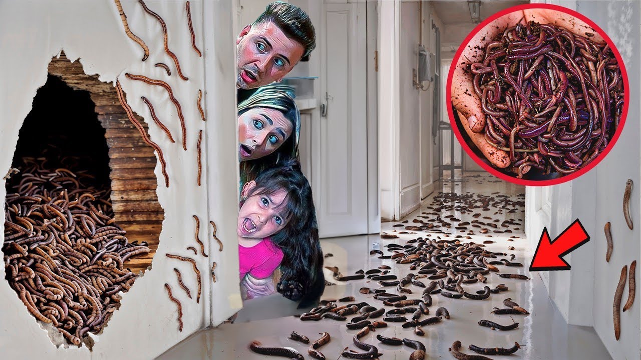 NOSSA CASA ESTÁ INFESTADA DE ANIMAIS BIZARROS *VAMOS TER QUE NOS MUDAR AS PRESAS*