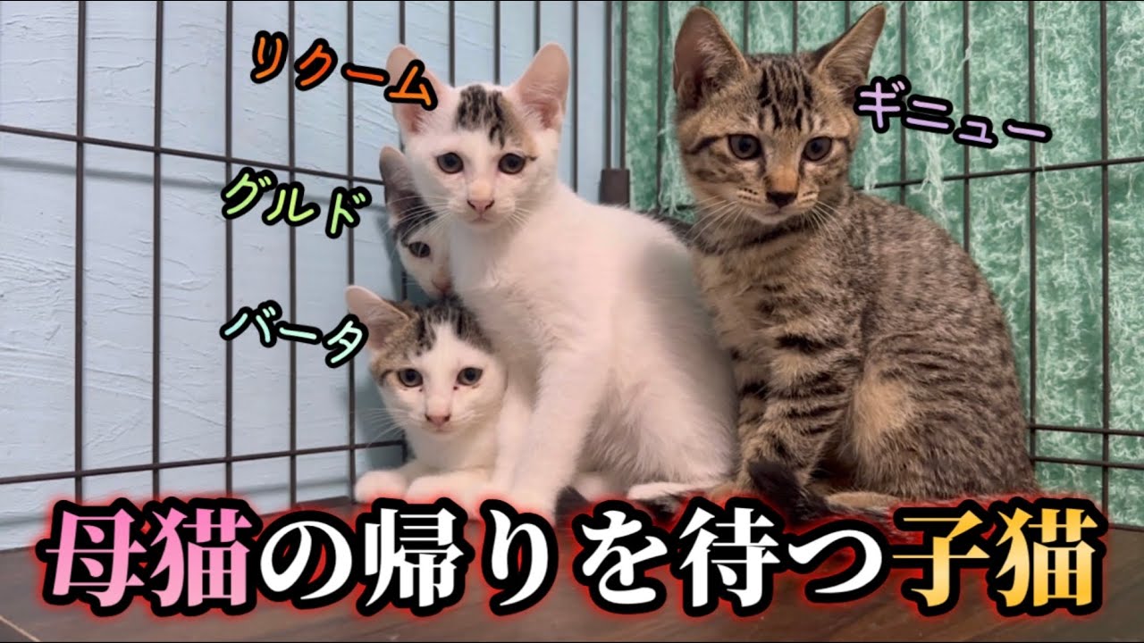 ママ、どこ…？初めて母猫と離ればなれになった日