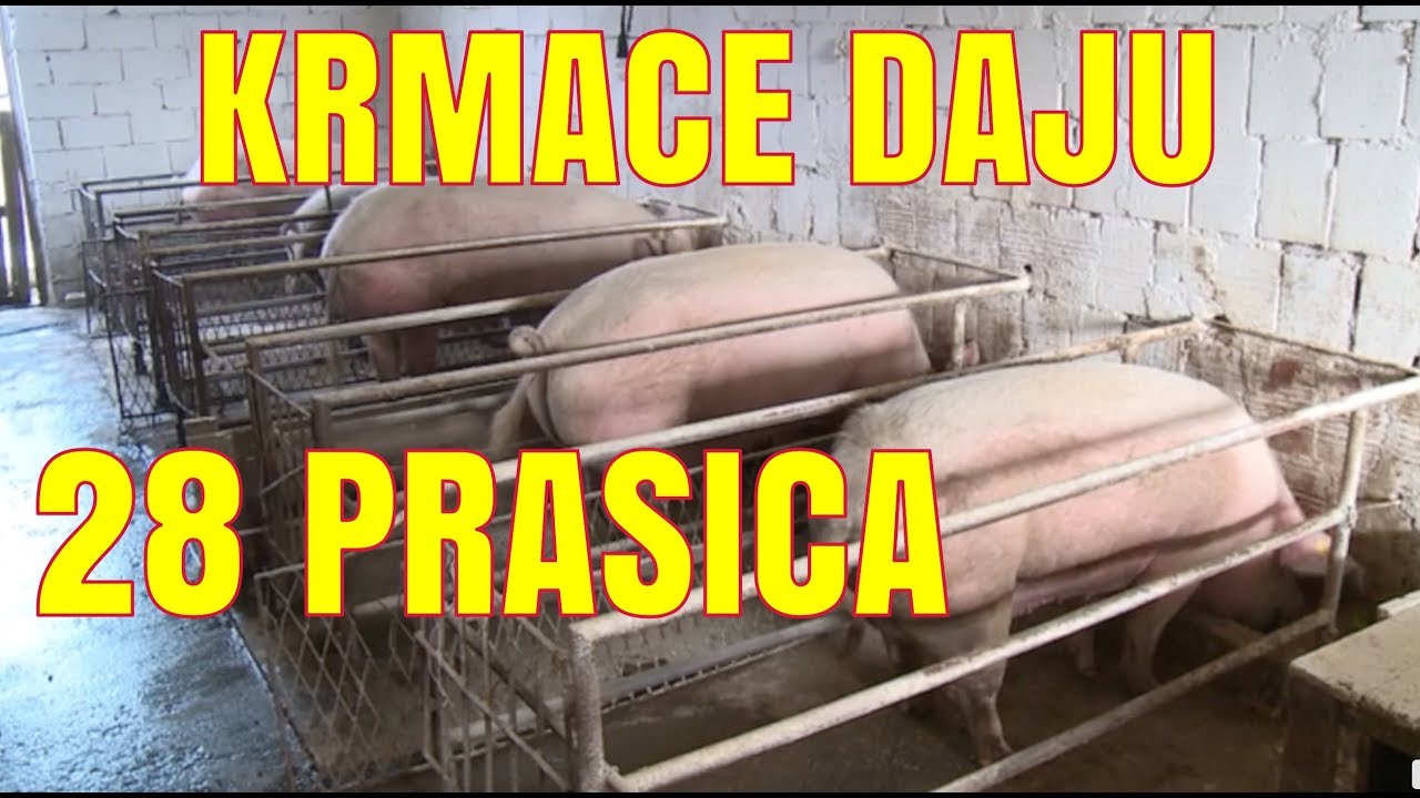 DVA MLADA BRATA DRZE FARMU SVINJA
