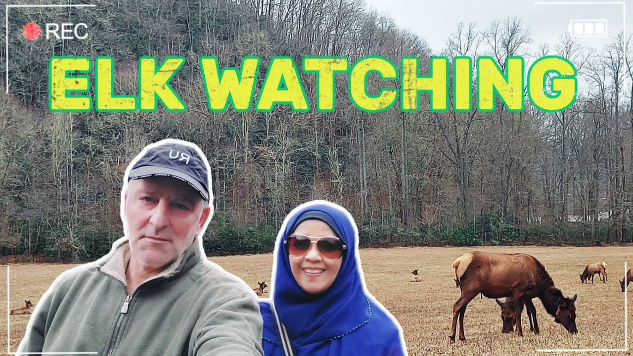 Where to See ELK in Great Smoky Mountains National Park