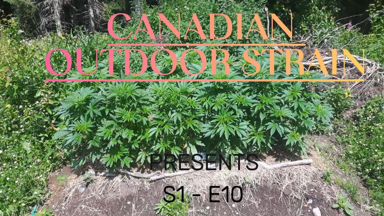 Bubba Kush - outdoor 2025 - Massive growth - No more problems!. Week 8 day 56  S1 - E10